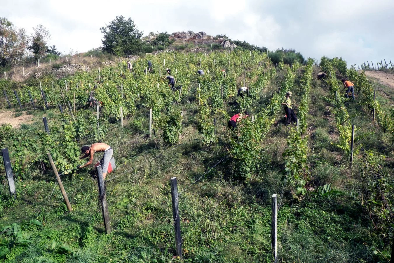 Ercoli 1928 - Vigneti pithon paille