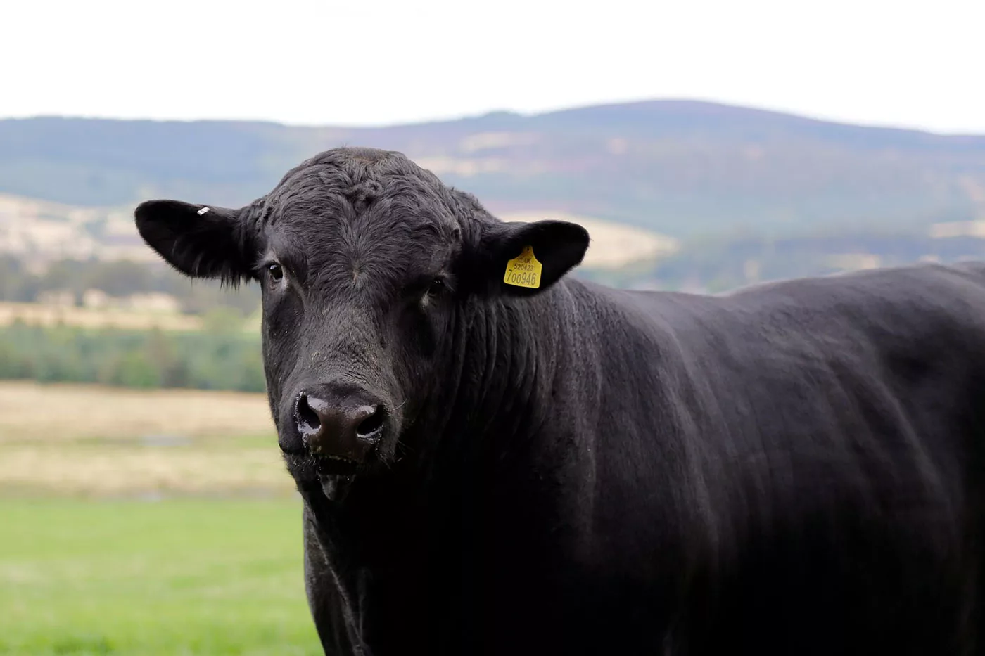 Razza Black angus