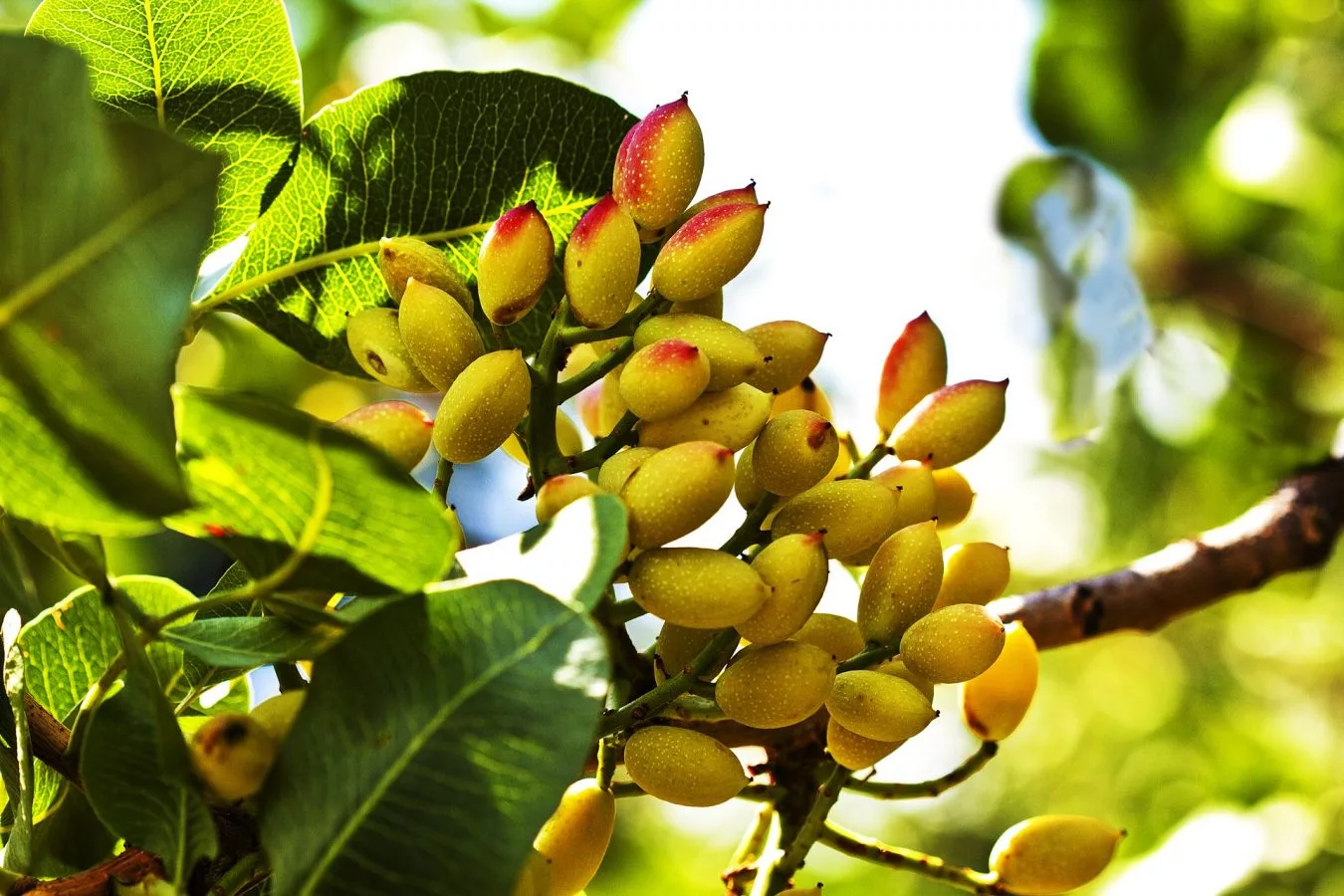pistacchi di Bronte in maturazione
