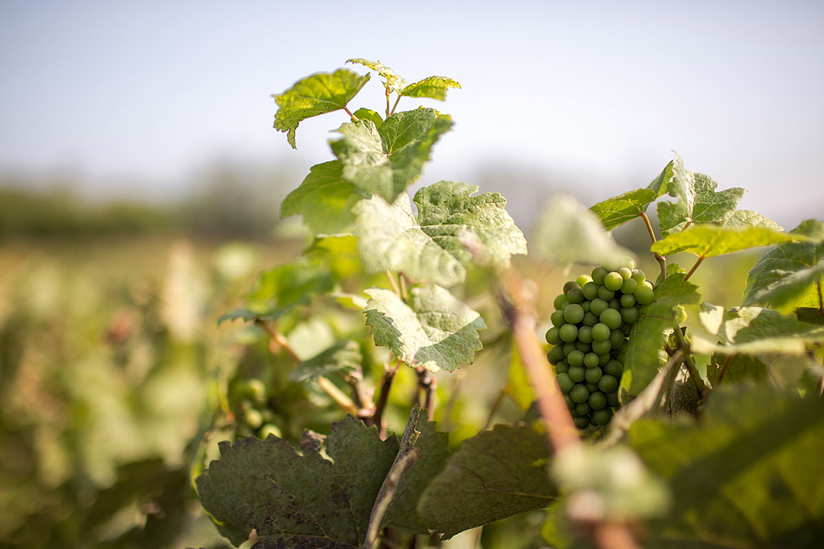 uva franciacorta ca del bosco