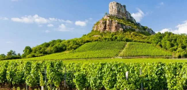 distesa vitigno regione borgogna francia