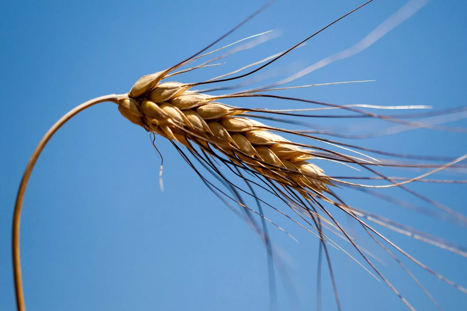 spiga di grano del pastificio mancini