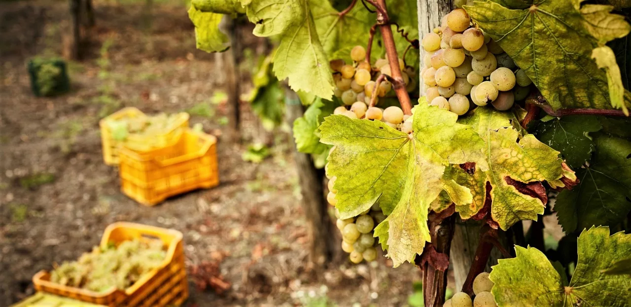 Ercoli 1928 - Casa setaro vigne