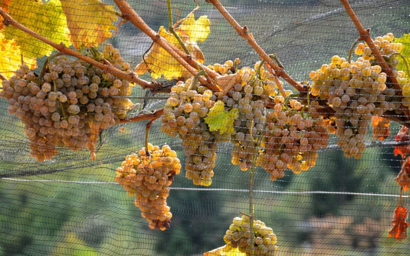 Ercoli 1928 - Uva vino passito abbinamenti
